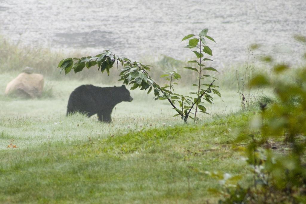 Beaver Hut Bed And Breakfast Port Alberni Zimmer foto